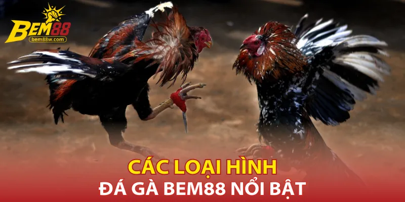 Các loại hình đá gà bậc nhất tại nhà cái
