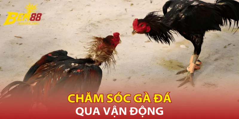 cham-soc-ga-da-qua-van-dong