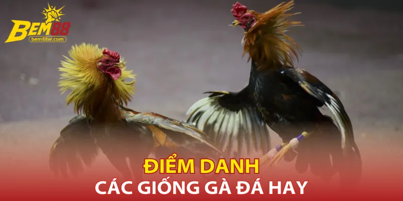 diem-danh-cac-giong-ga-da-hay