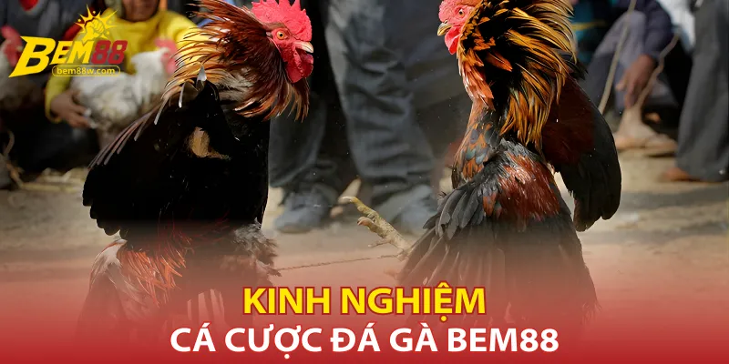 Bí kíp cá cược đá hàng Bem88 hàng đầu