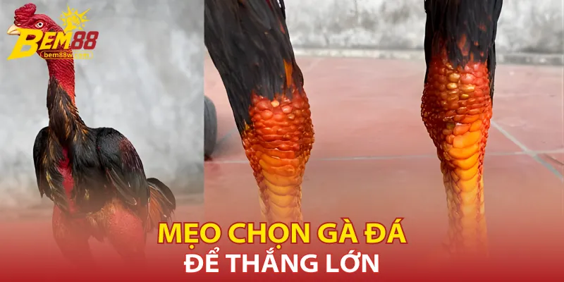 meo-chon-ga-da-de-thang-lon