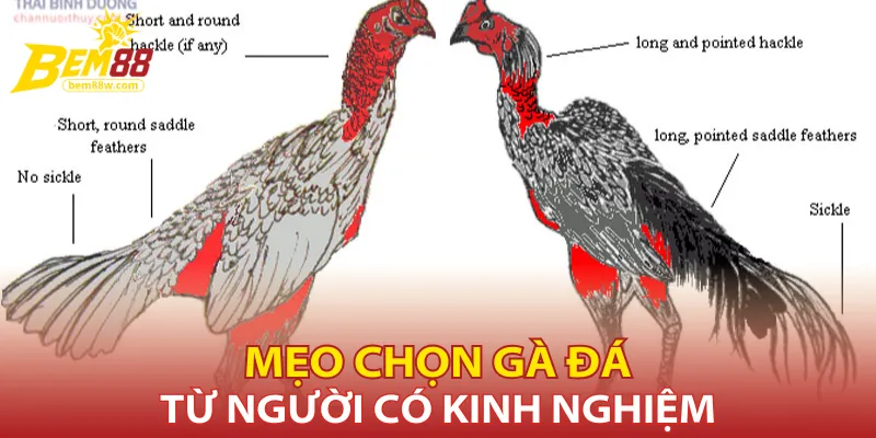 meo-chon-ga-da-tu-nguoi-co-kinh-nghiem