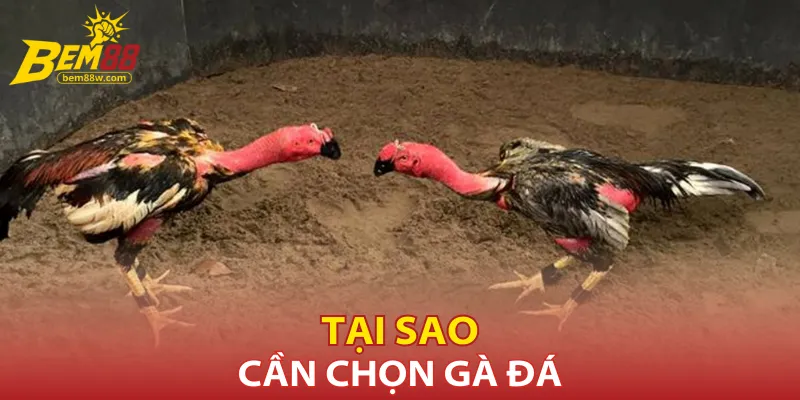 tai-sao-can-chon-ga-da