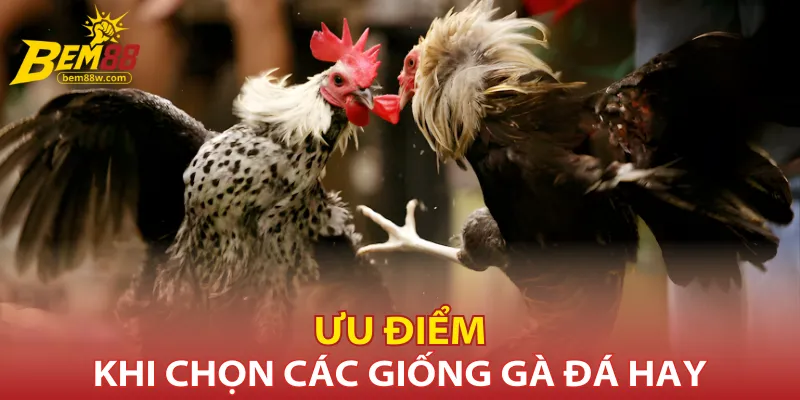 uu-diem-khi-chon-cac-giong-ga-da-hay